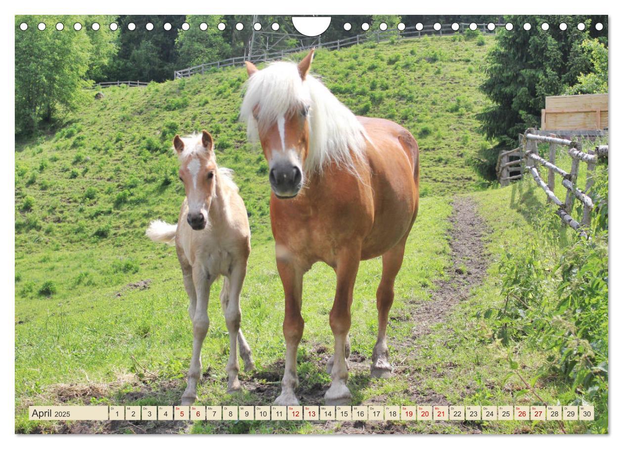 Bild: 9783435422173 | Tiroler Langmähnen (Wandkalender 2025 DIN A4 quer), CALVENDO...