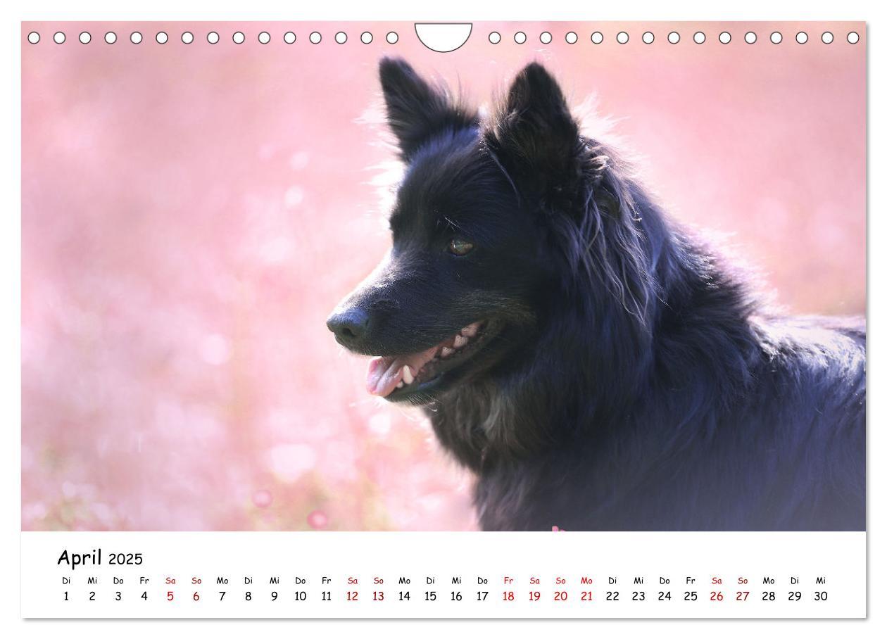 Bild: 9783383973161 | Islandhunde (Wandkalender 2025 DIN A4 quer), CALVENDO Monatskalender