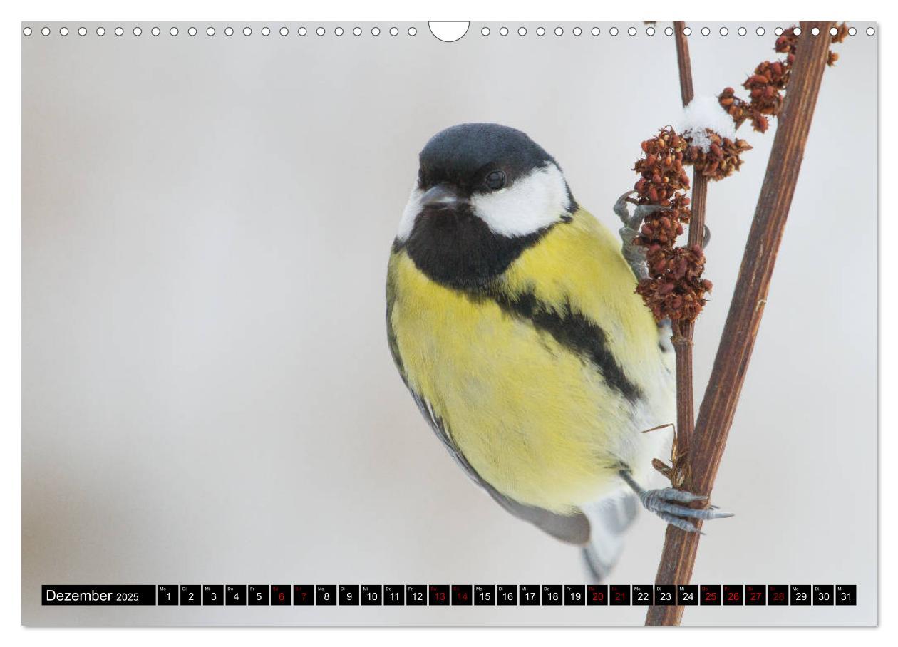 Bild: 9783435381128 | Vögel aus dem Garten (Wandkalender 2025 DIN A3 quer), CALVENDO...