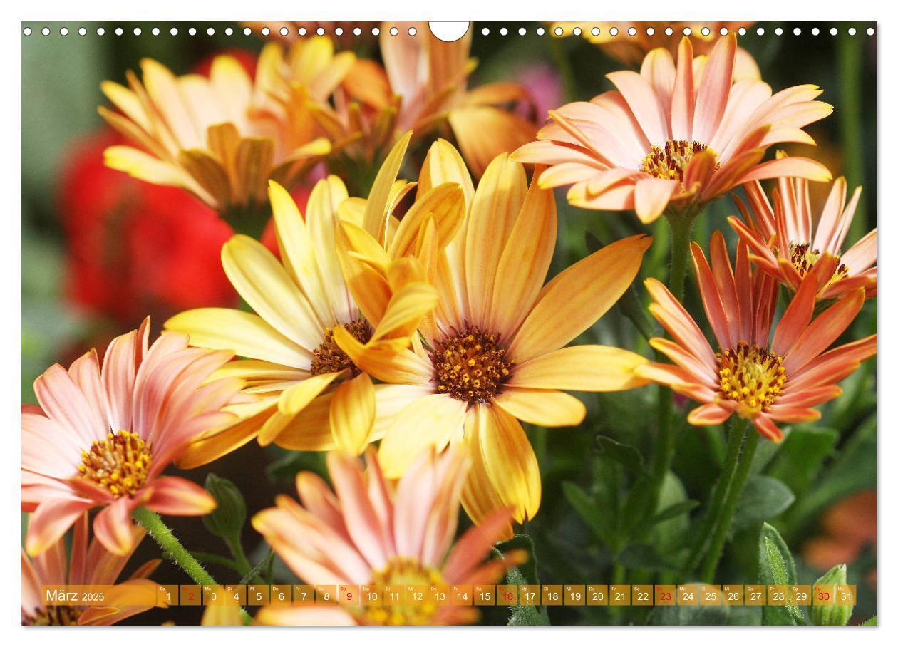 Bild: 9783435172696 | Beschwingte Blumenwelt (Wandkalender 2025 DIN A3 quer), CALVENDO...