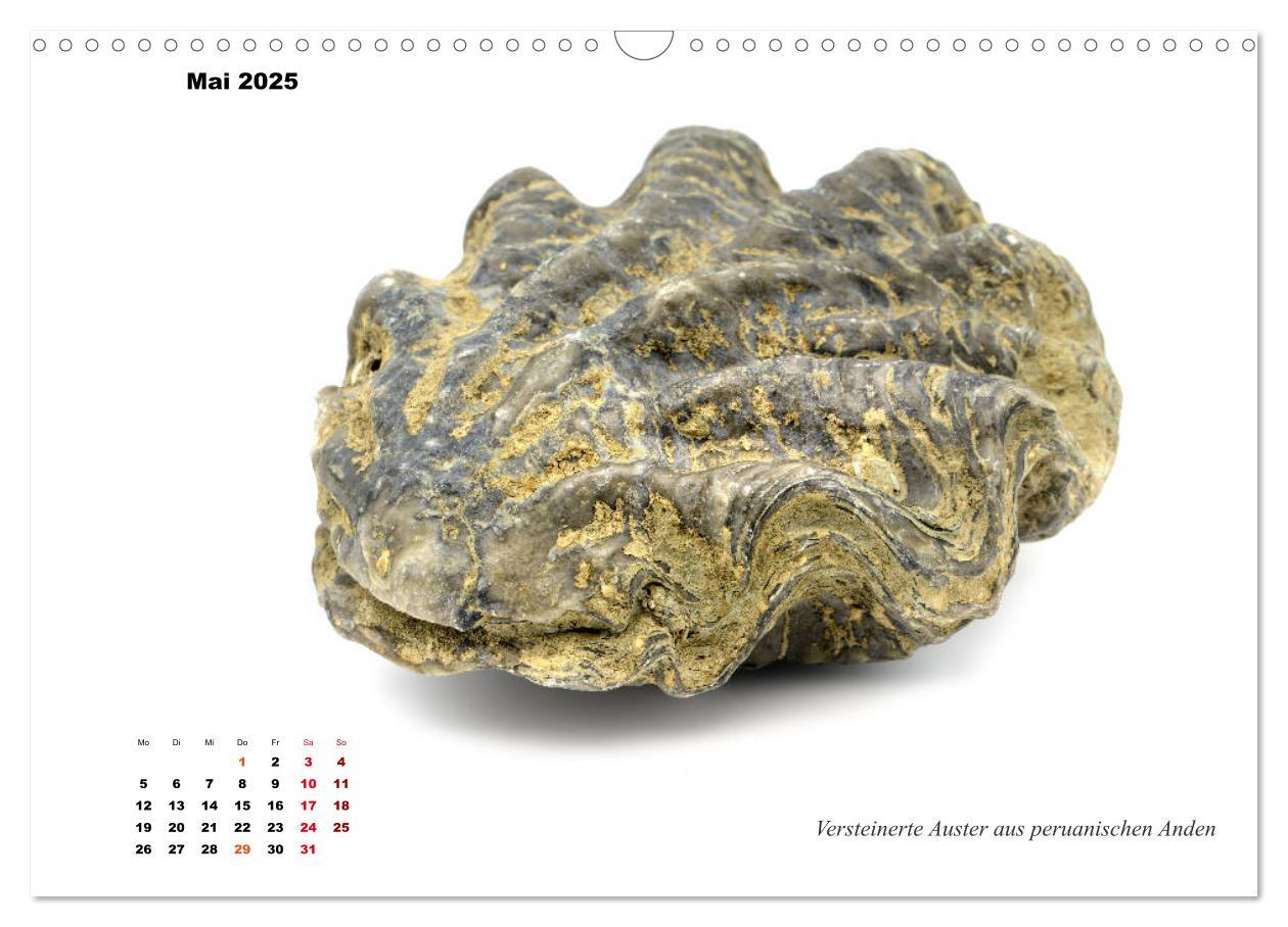 Bild: 9783435254187 | Fossilien - Ammoniten, Trilobiten, Erdgeschichte (Wandkalender 2025...