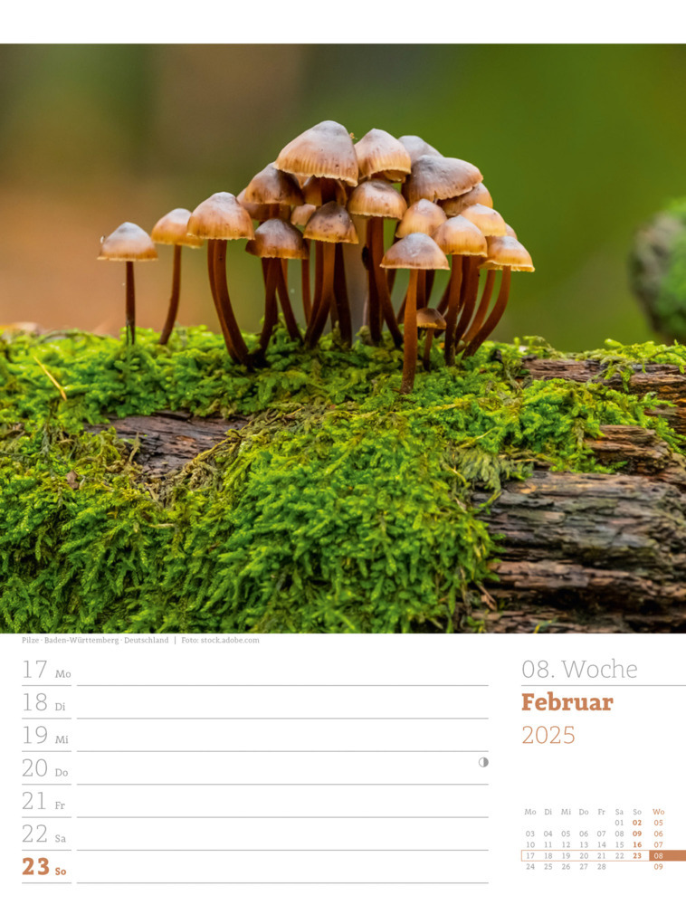 Bild: 9783838425979 | Unser Wald - Wochenplaner Kalender 2025 | Ackermann Kunstverlag | 2025