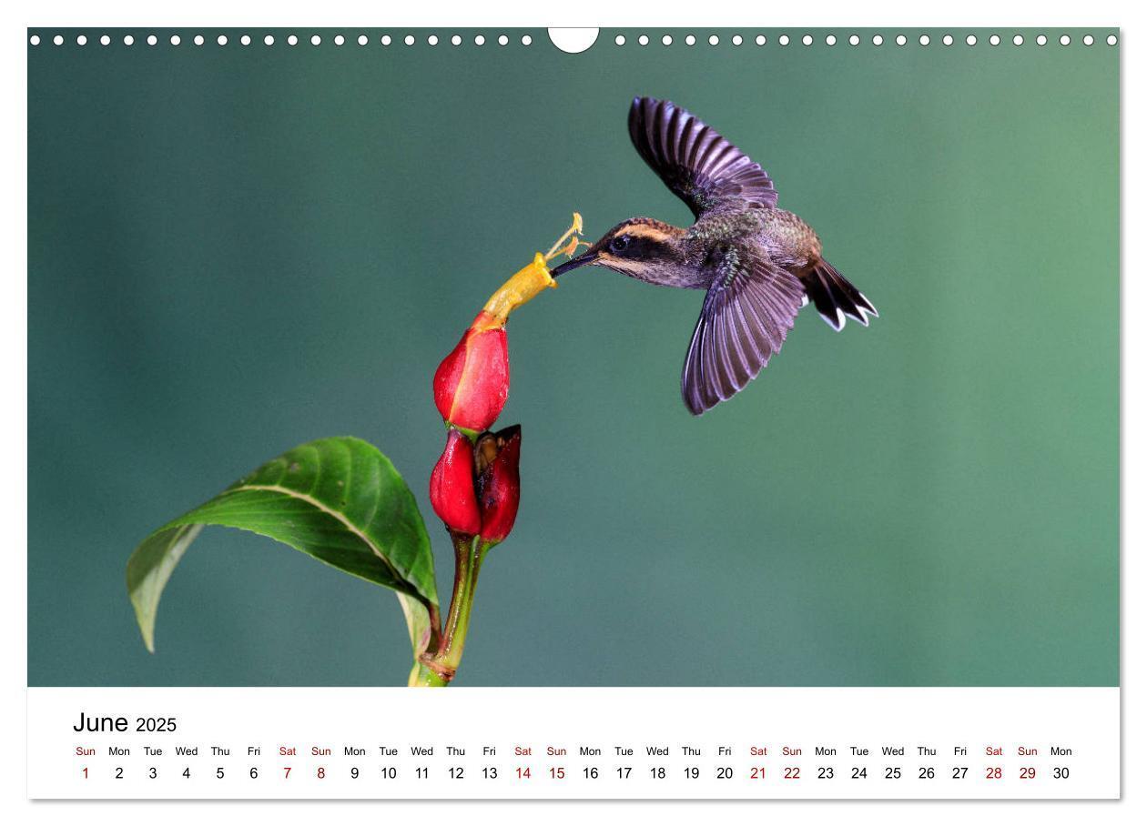 Bild: 9781325938438 | Hummingbirds - Flight artists in the rainforest (Wall Calendar 2025...