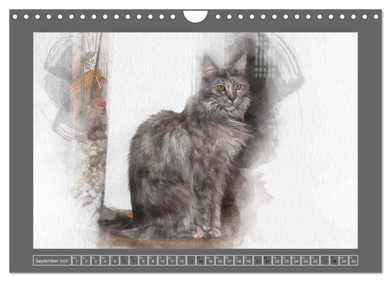 Bild: 9783435024506 | Maine Coon Aquarelle (Wandkalender 2025 DIN A4 quer), CALVENDO...