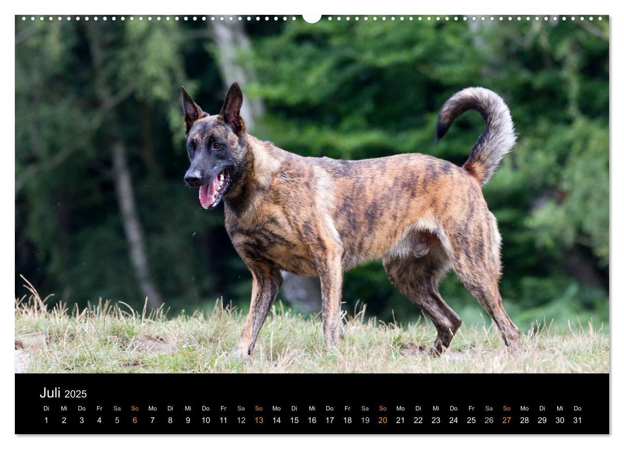 Bild: 9783435686681 | Holländischer Schäferhund (Wandkalender 2025 DIN A2 quer), CALVENDO...