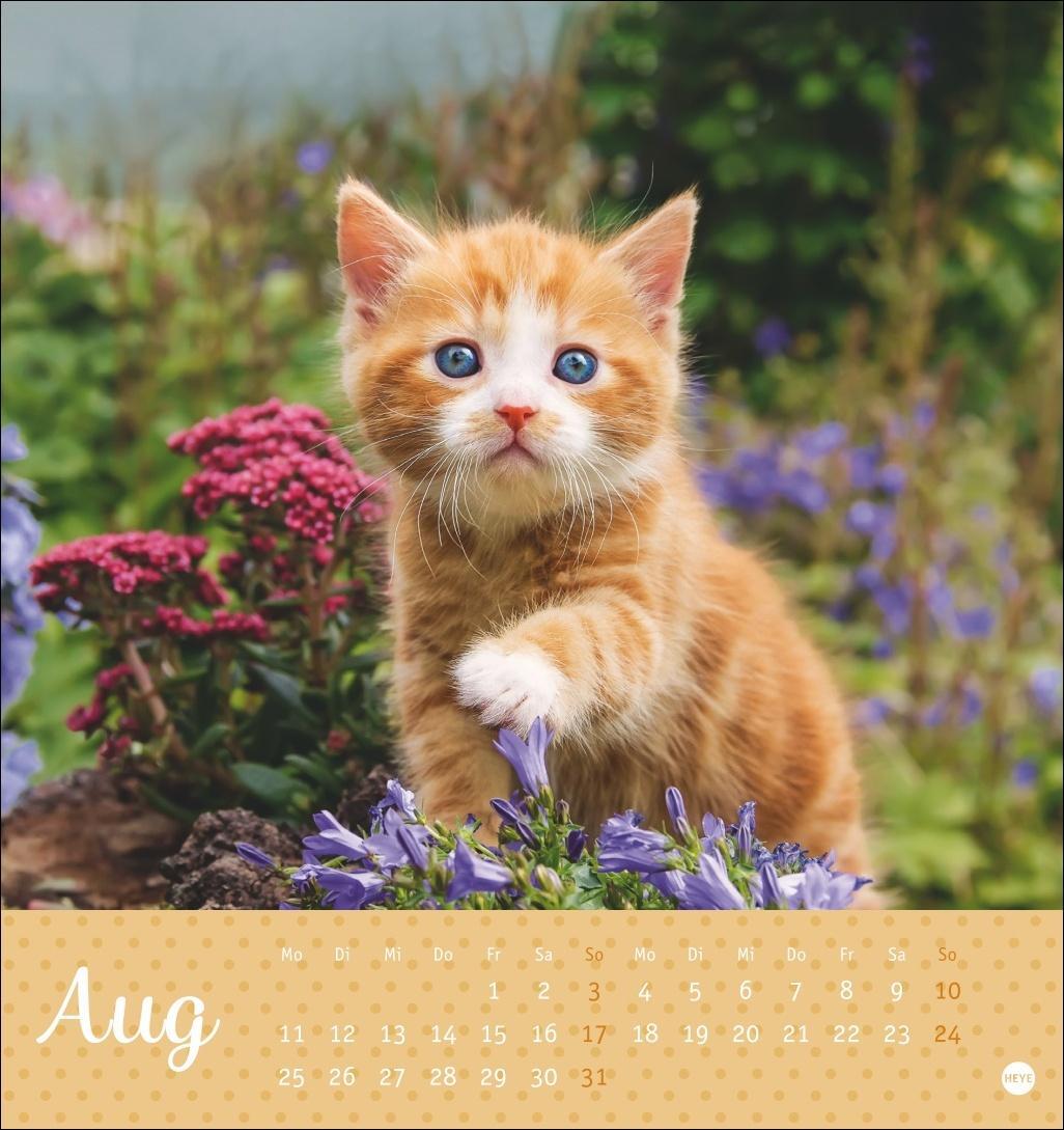 Bild: 9783756407026 | Katzen Postkartenkalender Kleine Tiger 2025 | Heye | Kalender | 13 S.