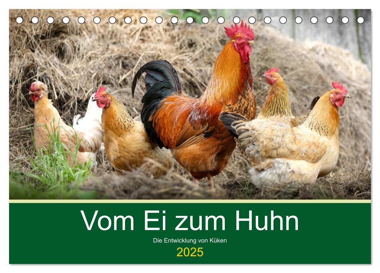 Cover: 9783435335893 | Vom Ei zum Huhn. Die Entwicklung von Küken (Tischkalender 2025 DIN...