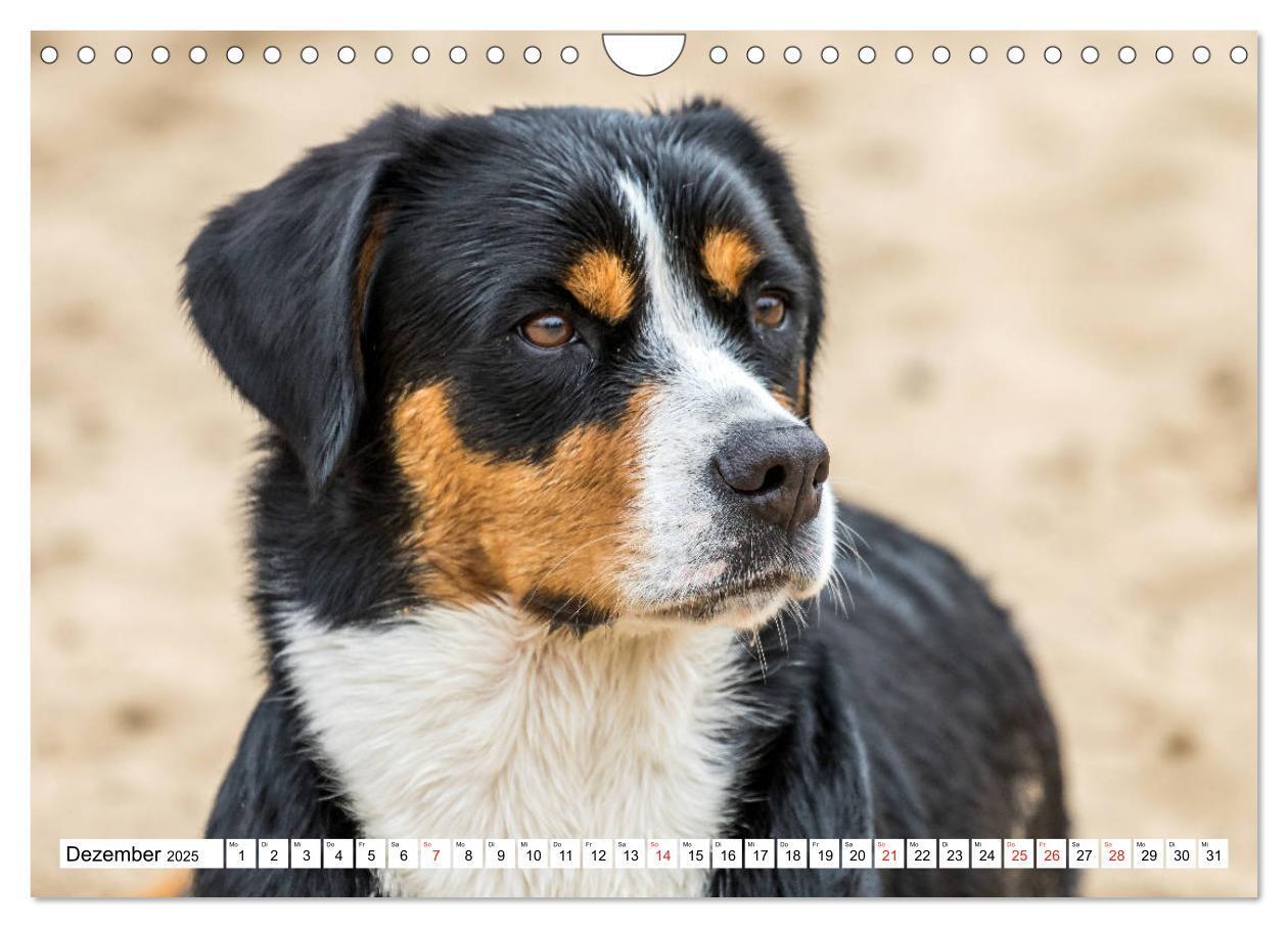 Bild: 9783435333349 | Großer Schweizer Sennenhund (Wandkalender 2025 DIN A4 quer),...