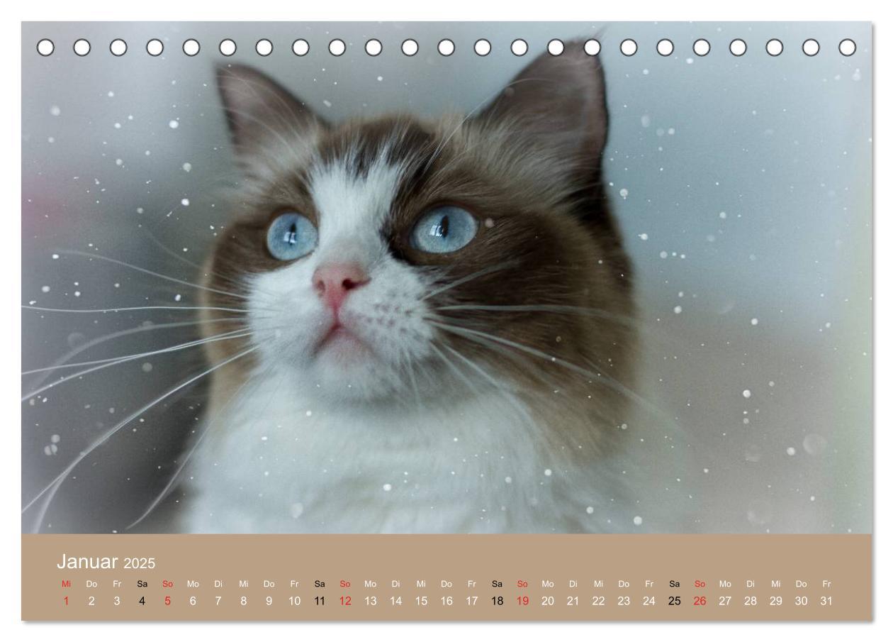 Bild: 9783435490943 | Verliebt in Ragdolls ... die sanfte Katzenrasse (Tischkalender 2025...