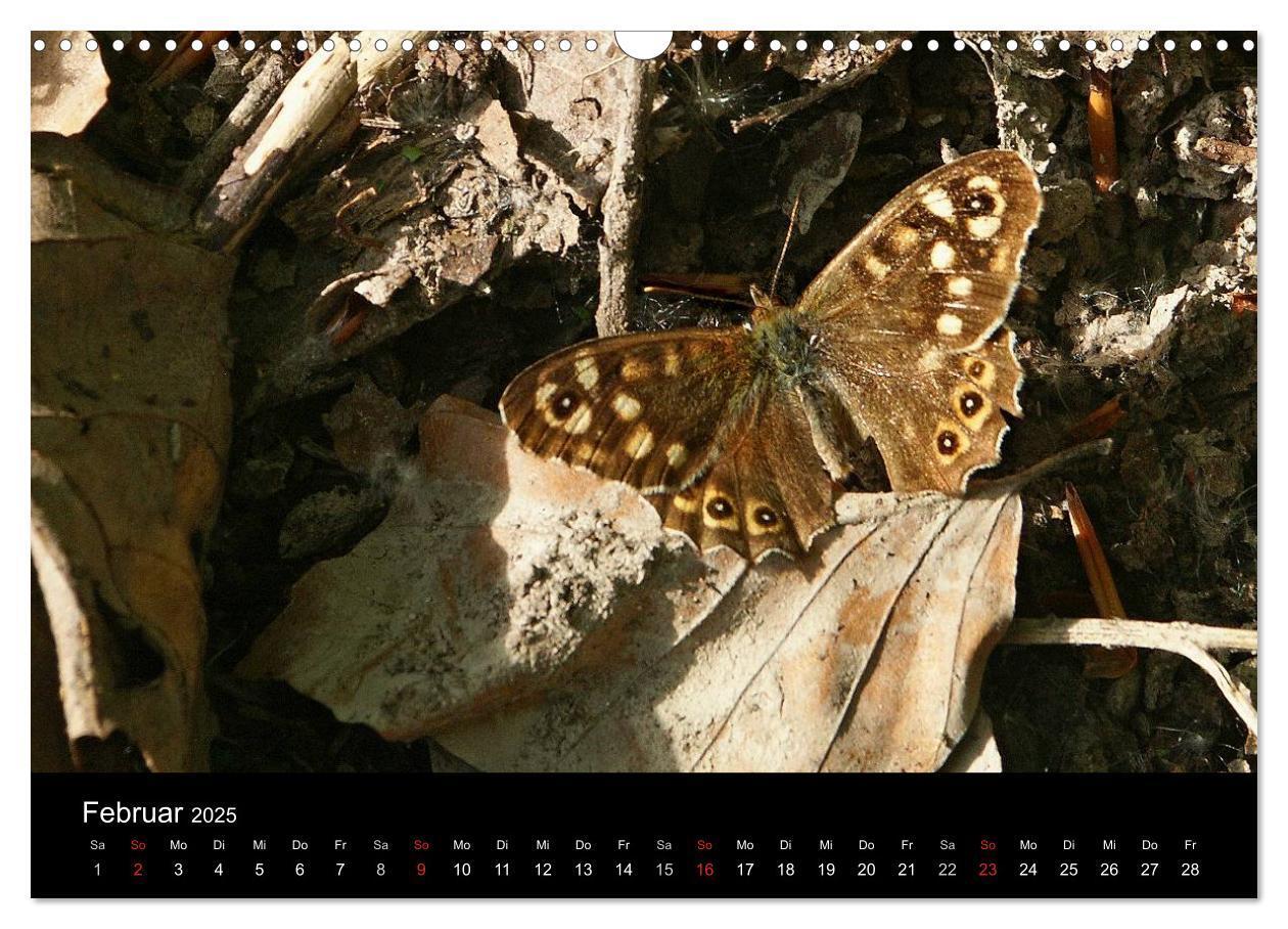 Bild: 9783435728855 | Heimische Schmetterlinge (Wandkalender 2025 DIN A3 quer), CALVENDO...