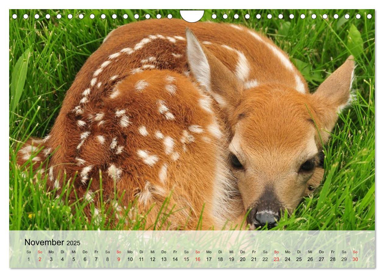 Bild: 9783435516292 | Rotwild. Edle Hirsche, stolze Kühe (Wandkalender 2025 DIN A4 quer),...