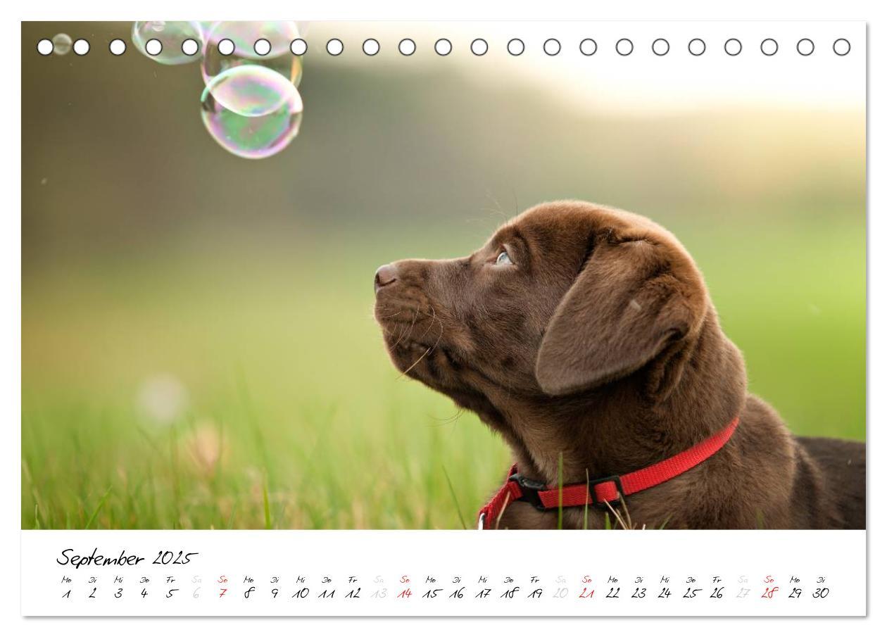 Bild: 9783435714353 | Labrador Welpe - Seelenhund (Tischkalender 2025 DIN A5 quer),...