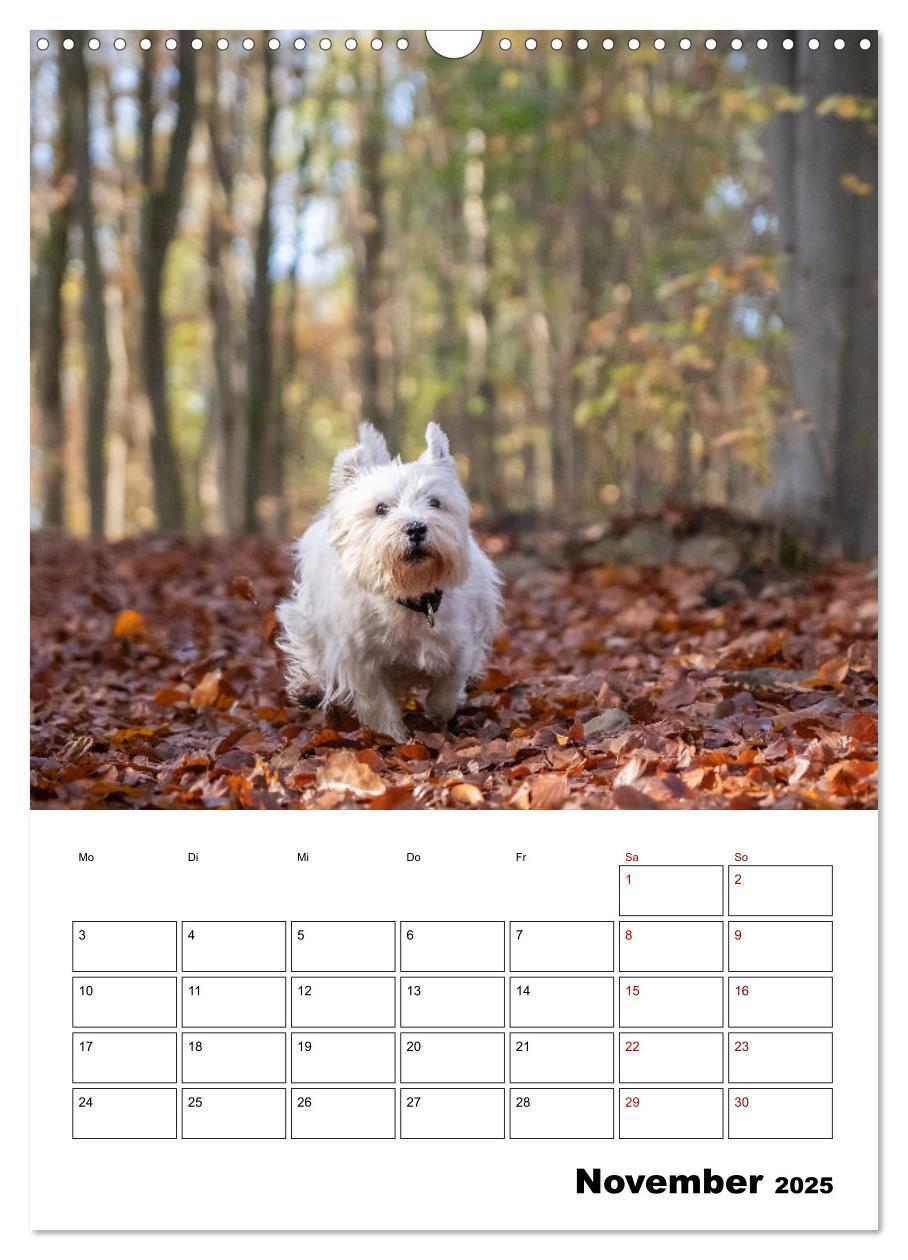 Bild: 9783435887842 | West Highland White Terrier - Herzensbrecher auf vier Pfoten...