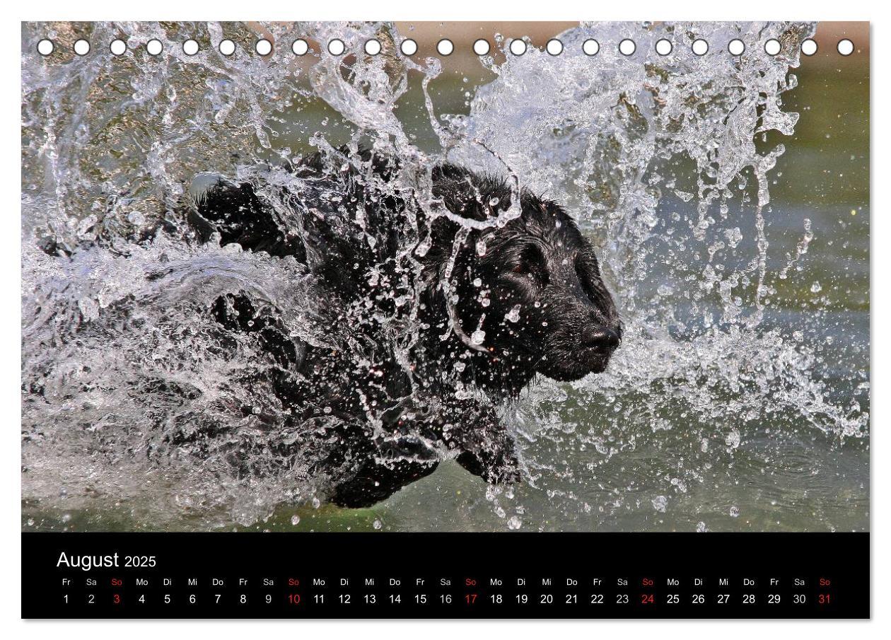 Bild: 9783435722136 | Flatcoated Retriever (Tischkalender 2025 DIN A5 quer), CALVENDO...