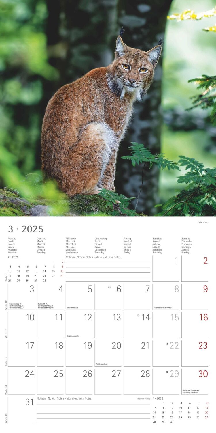 Bild: 4251732340803 | Wald und Flur 2025 - Broschürenkalender 30x30 cm (30x60 geöffnet) -...