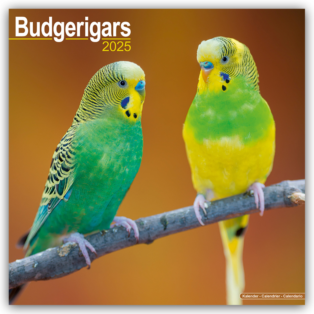 Cover: 9781804604137 | Budgerigars - Wellensittiche 2025 - 16-Monatskalender | Ltd | Kalender