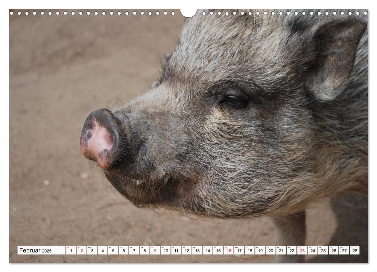 Bild: 9783435601936 | Von Säuen die Schwein haben! (Wandkalender 2025 DIN A3 quer),...