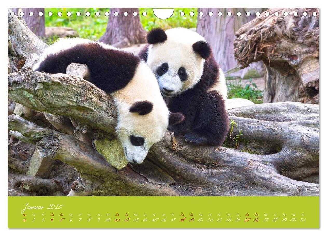 Bild: 9783435179428 | Der Große Panda Ein kuscheliger Geselle (Wandkalender 2025 DIN A4...