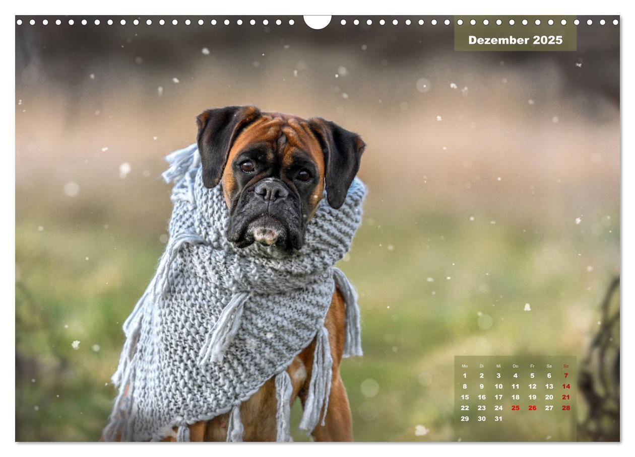 Bild: 9783435179558 | Einmal Boxer - immer Boxer (Wandkalender 2025 DIN A3 quer),...