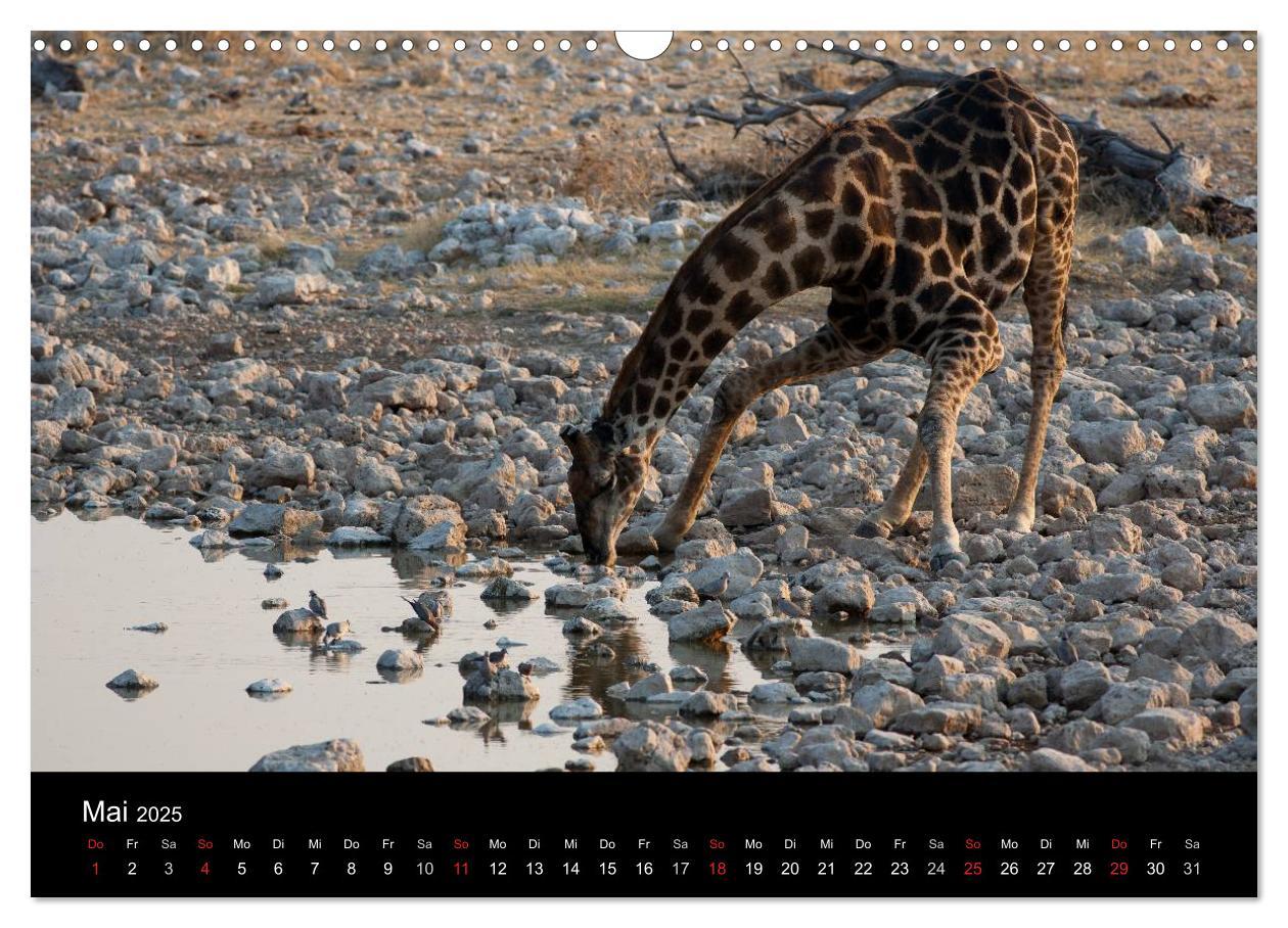 Bild: 9783435837793 | Wildlife Namibia (Wandkalender 2025 DIN A3 quer), CALVENDO...