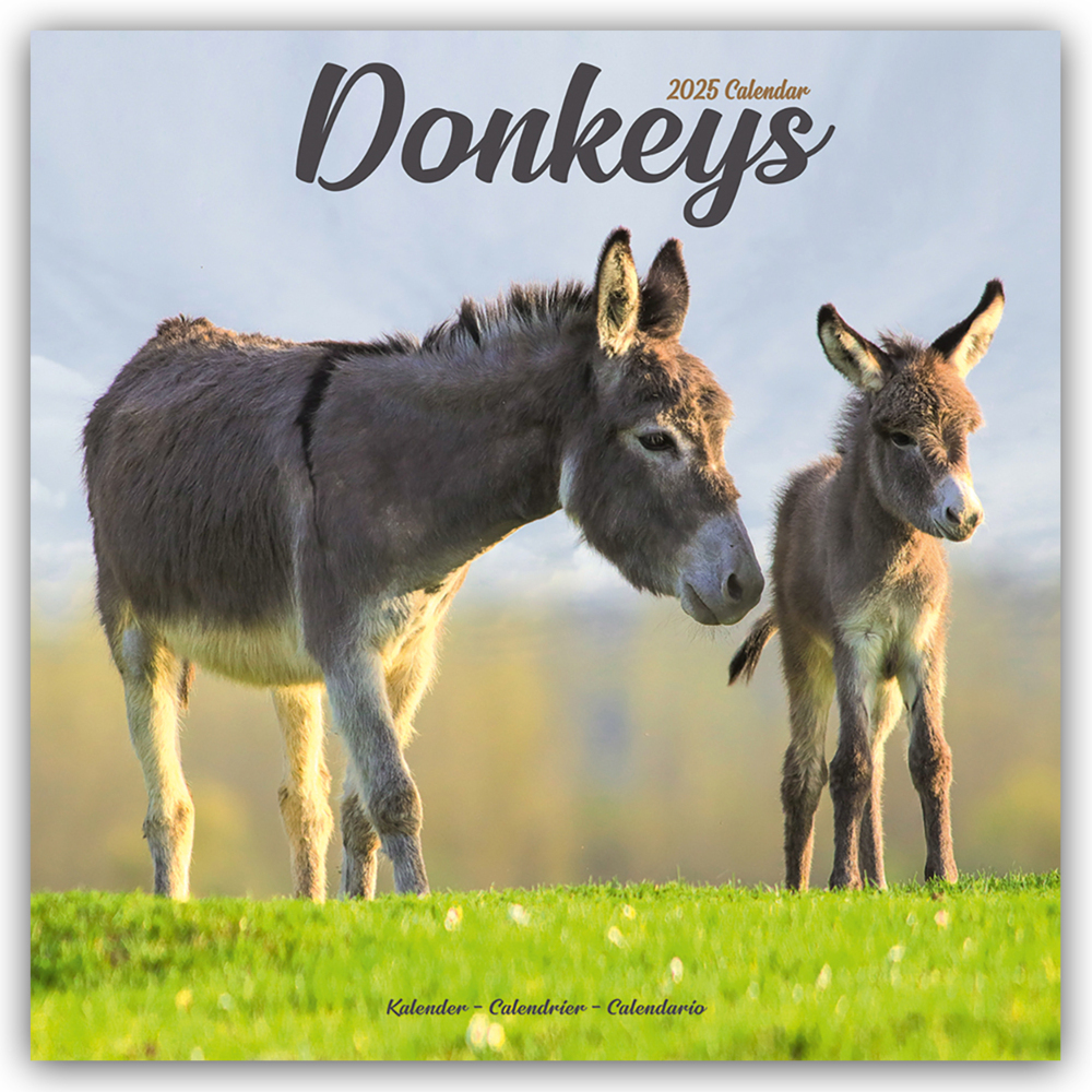 Cover: 9781804604311 | Donkeys - Esel 2025 - 16-Monatskalender | Avonside Publishing Ltd