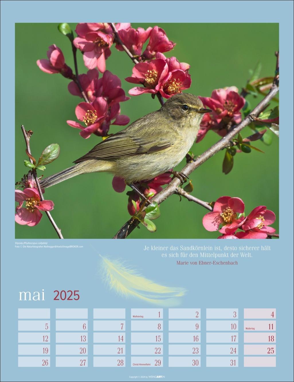 Bild: 9783839900710 | Heimische Vögel Kalender 2025 | Kalender | Spiralbindung | 14 S.