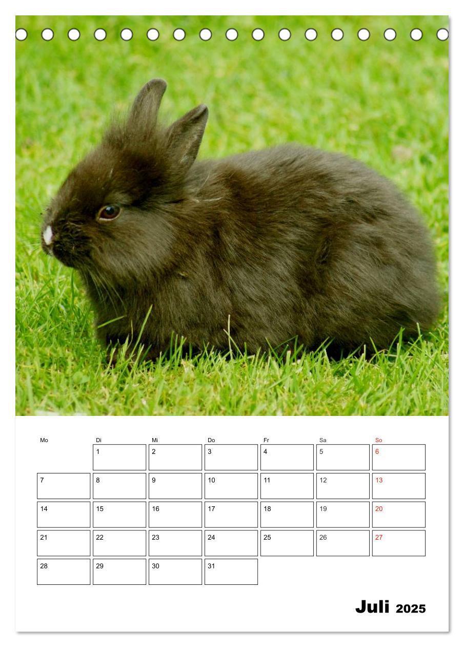 Bild: 9783457001233 | Kaninchen Terminplaner (Tischkalender 2025 DIN A5 hoch), CALVENDO...