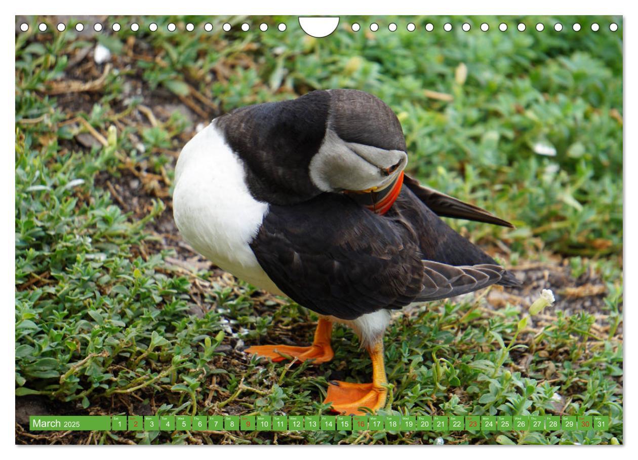 Bild: 9781325944064 | Puffins - small birds very big (Wall Calendar 2025 DIN A4...