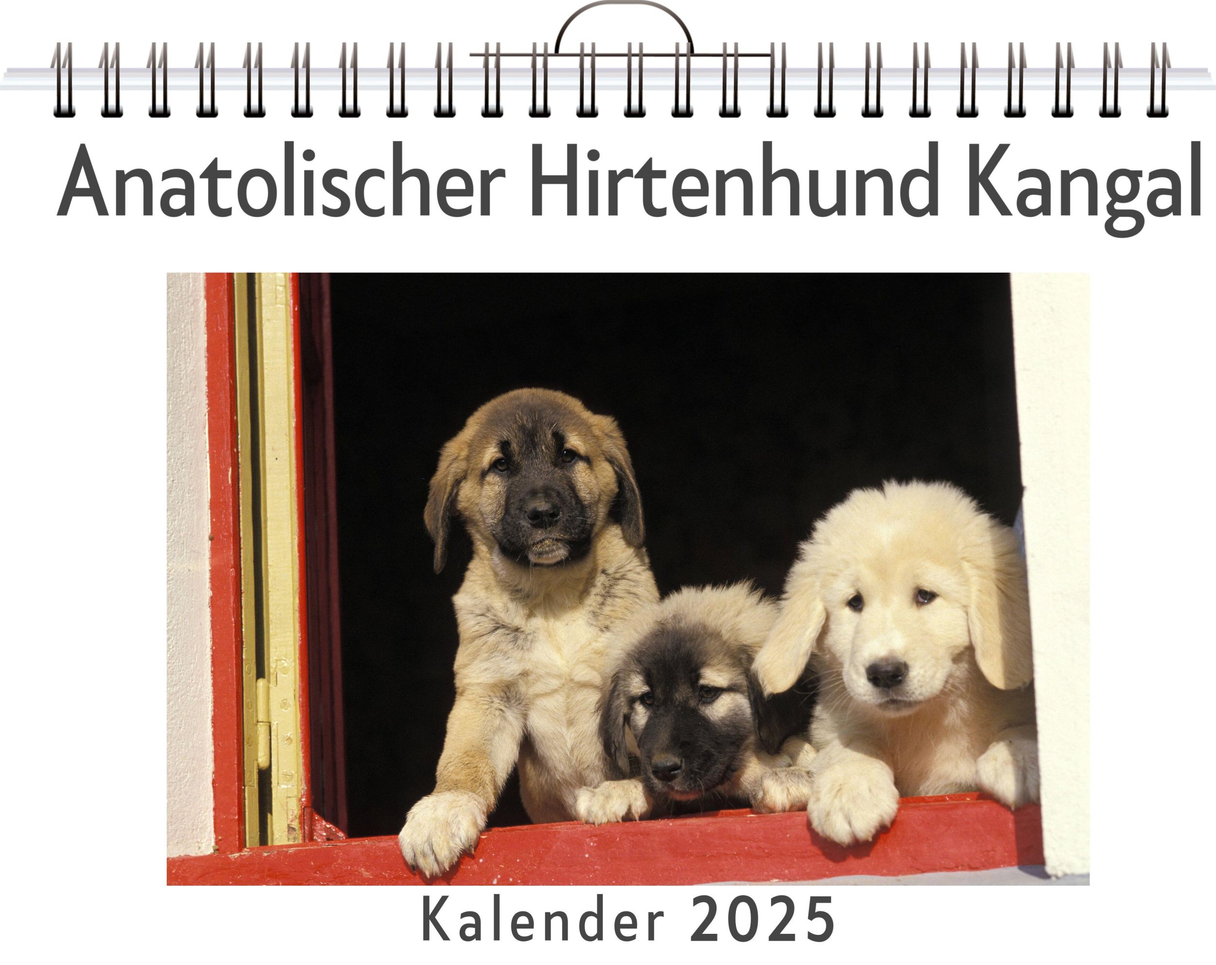 Cover: 9783759132901 | Anatolischer Hirtenhund Kangal | Luisa Schneider | Kalender | Kalender