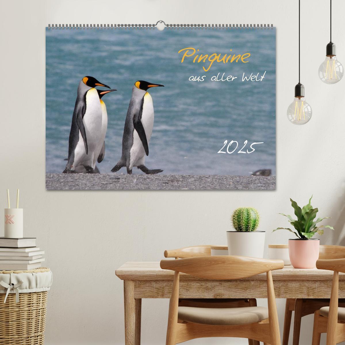 Bild: 9783435811700 | Pinguine aus aller Welt (Wandkalender 2025 DIN A2 quer), CALVENDO...