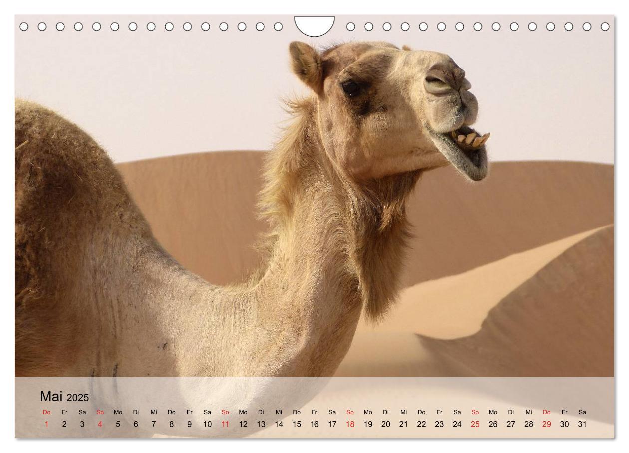 Bild: 9783435601035 | Kamele in der Wüstensonne (Wandkalender 2025 DIN A4 quer), CALVENDO...