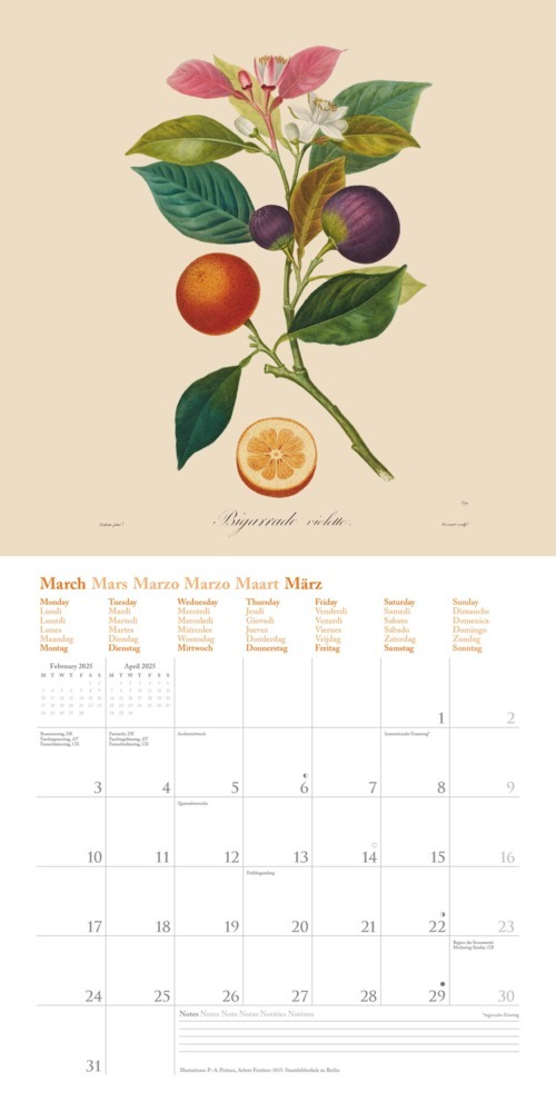 Bild: 4250809652818 | DUMONT - Fruits 2025 Broschürenkalender, 30x30cm, Wandkalender mit...