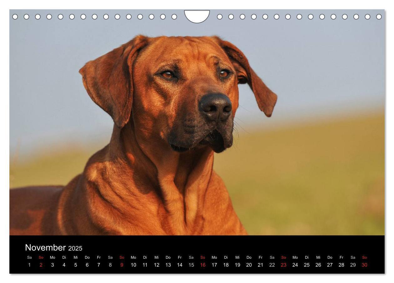 Bild: 9783435760107 | Rhodesian Ridgeback 2025 (Wandkalender 2025 DIN A4 quer), CALVENDO...