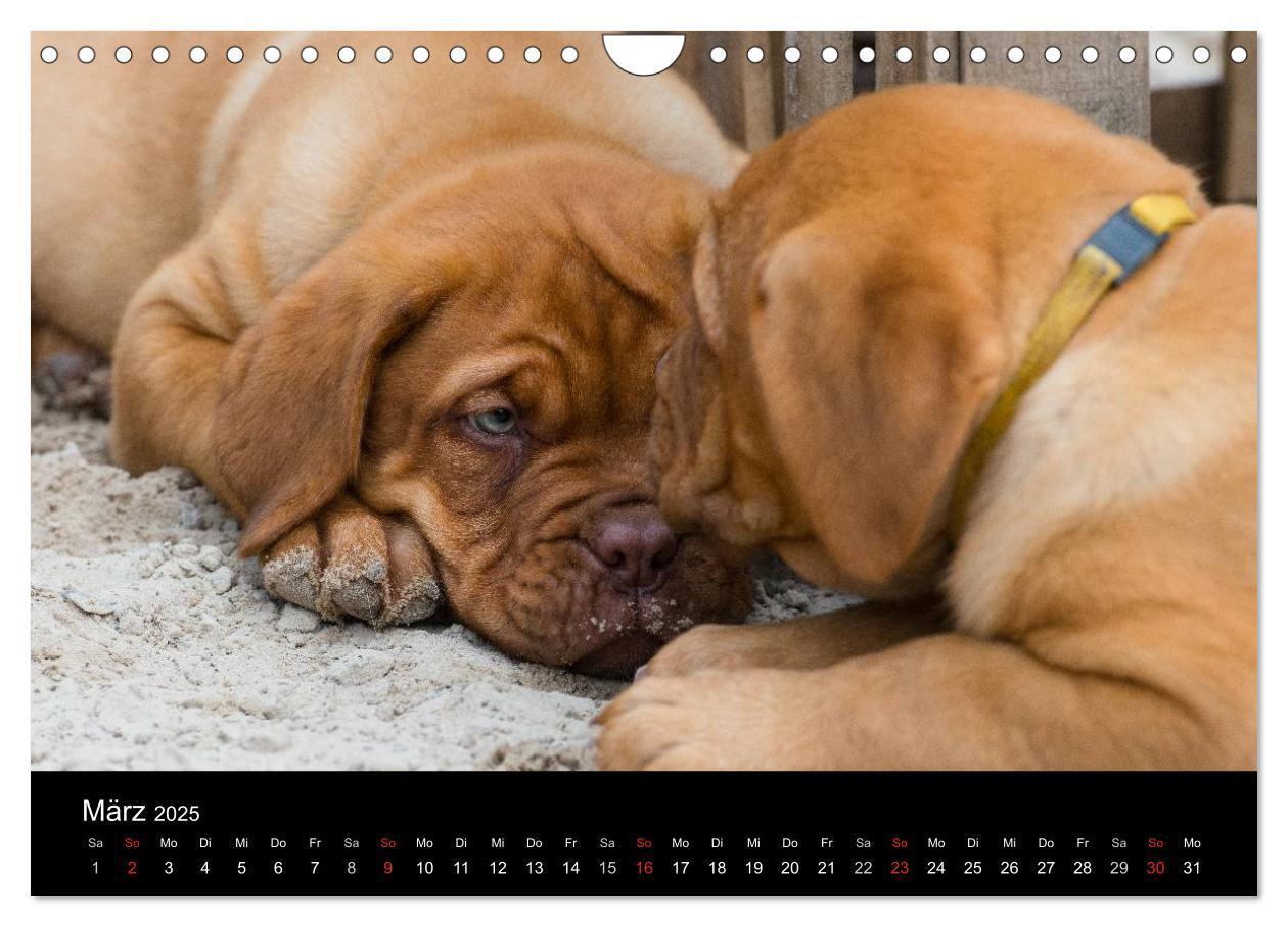 Bild: 9783435519361 | Bordeauxdoggen Welpen (Wandkalender 2025 DIN A4 quer), CALVENDO...