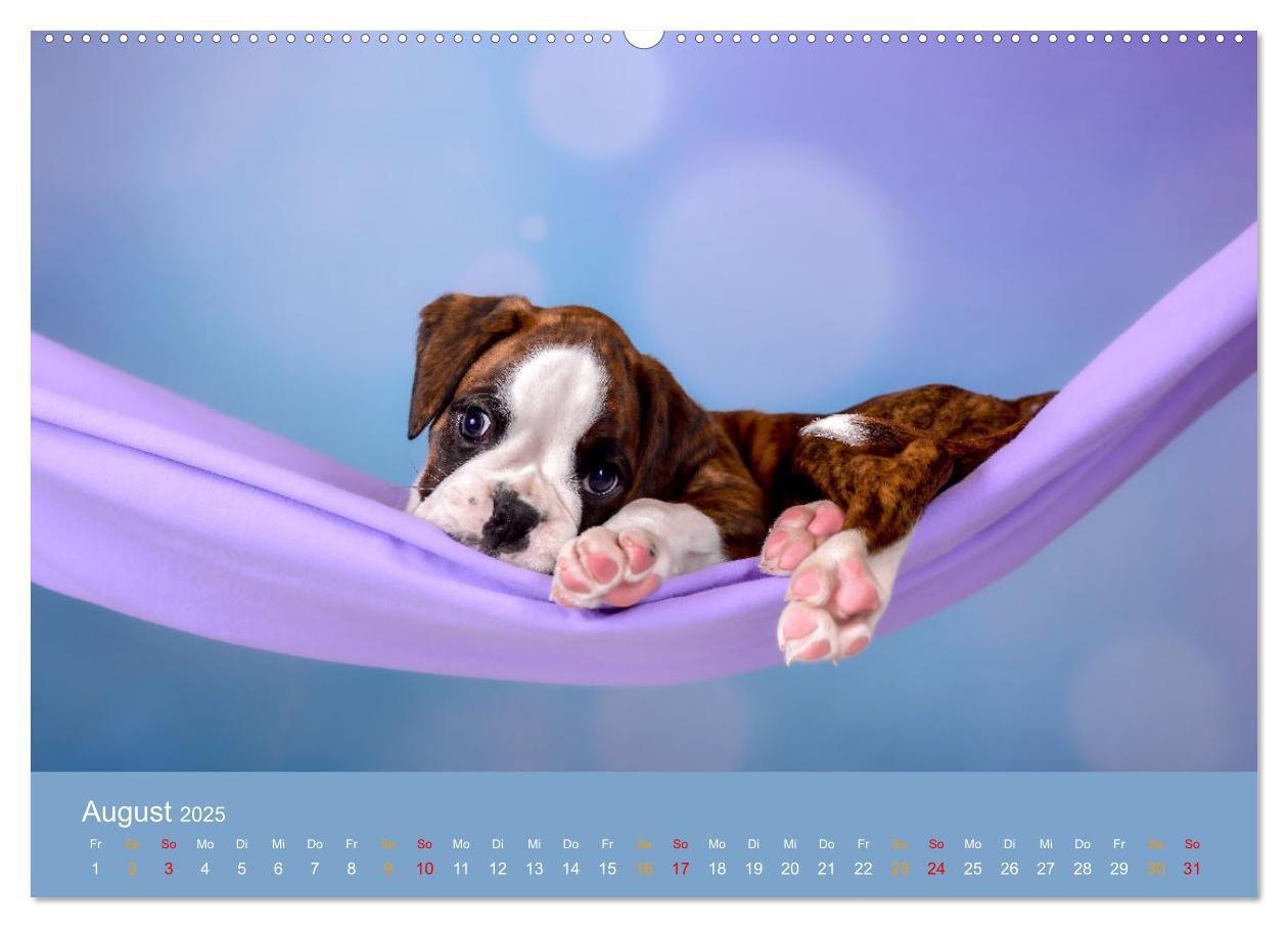 Bild: 9783457226179 | Boxer Welpen einfach zuckersüß (Wandkalender 2025 DIN A2 quer),...