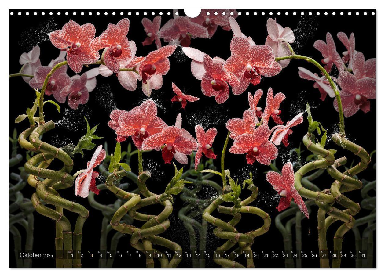 Bild: 9783383852251 | Orchidea (Wandkalender 2025 DIN A3 quer), CALVENDO Monatskalender