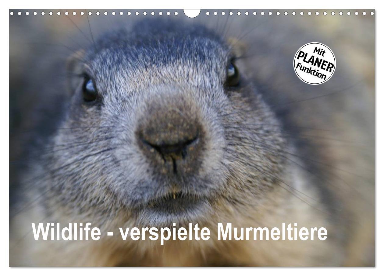 Cover: 9783435512027 | Wildlife - Verspielte Murmeltiere (Wandkalender 2025 DIN A3 quer),...