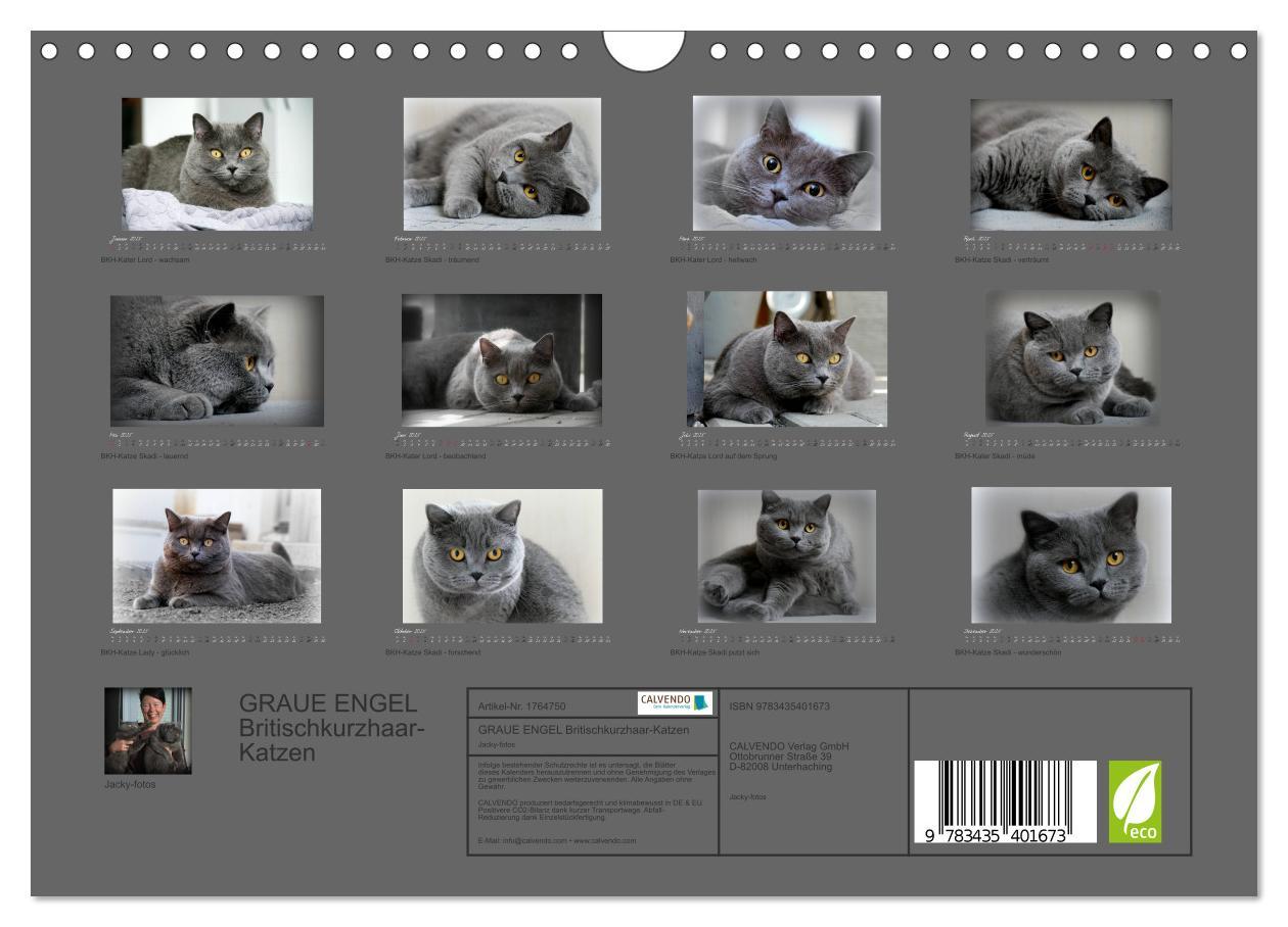 Bild: 9783435401673 | GRAUE ENGEL Britischkurzhaar-Katzen (Wandkalender 2025 DIN A4...