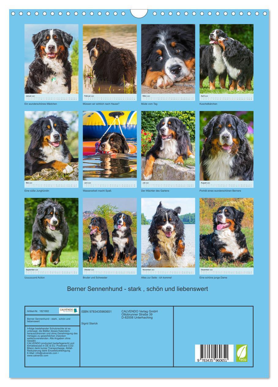 Bild: 9783435960651 | Berner Sennenhund - stark , schön und liebenswert (Wandkalender...