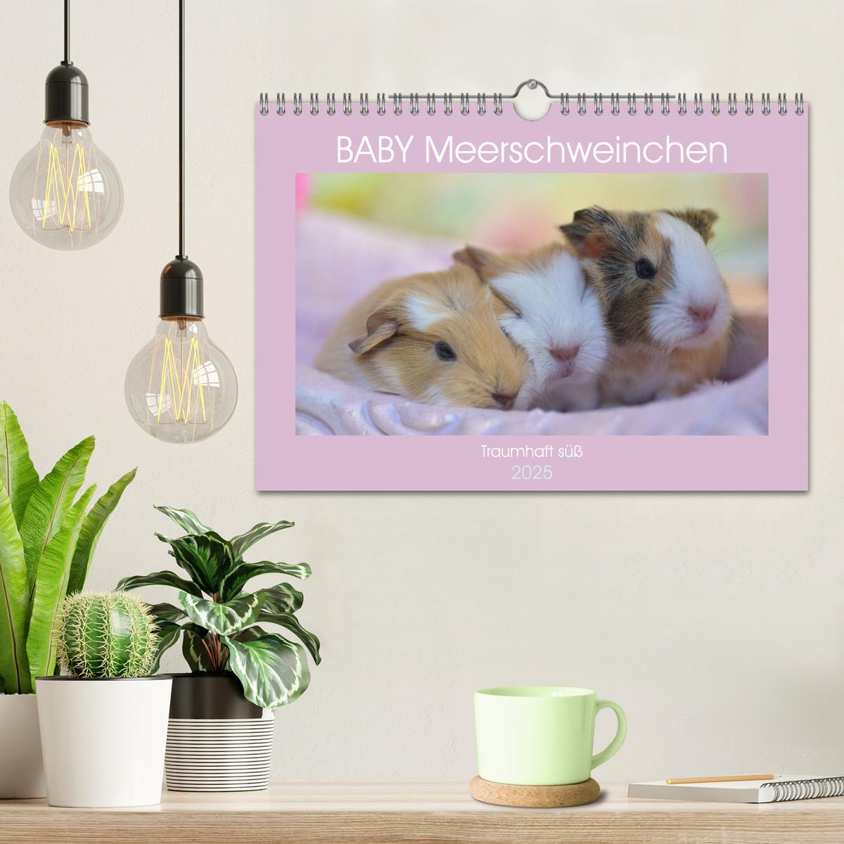 Bild: 9783435079667 | BABY Meerschweinchen Traumhaft süß (Wandkalender 2025 DIN A4 quer),...