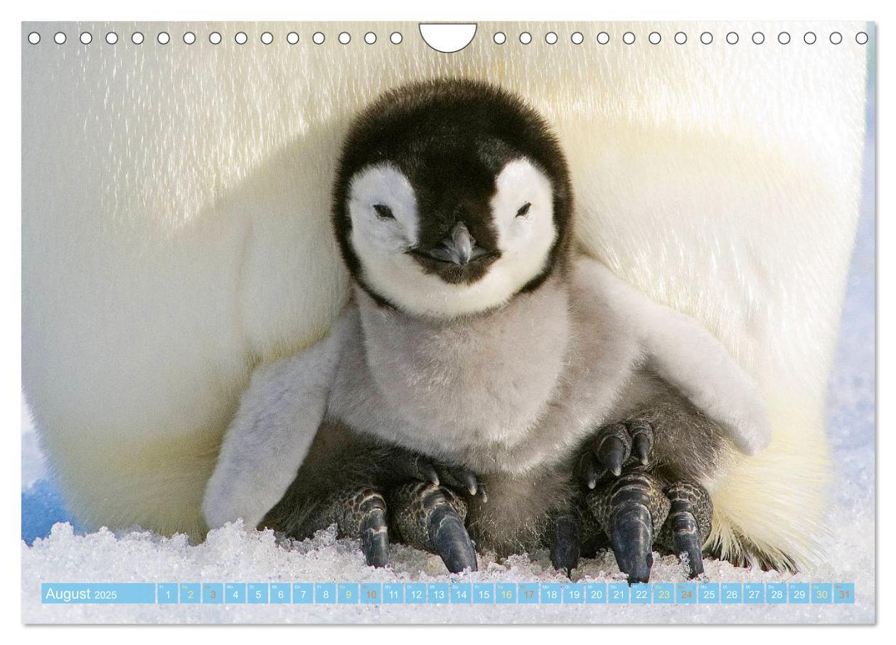 Bild: 9783457197929 | Pinguine: Gehupft wie gesprungen (Wandkalender 2025 DIN A4 quer),...