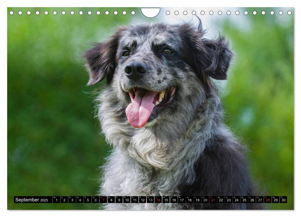 Bild: 9783435573011 | Altdeutsche Hütehunde - Fast vergessen (Wandkalender 2025 DIN A4...