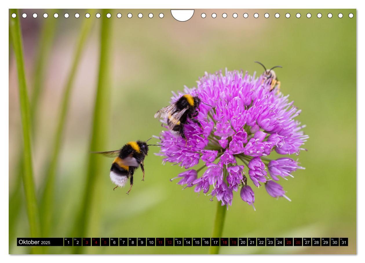 Bild: 9783383839030 | Hummeln - Flugaufnahmen eines faszinierenden Insekts (Wandkalender...