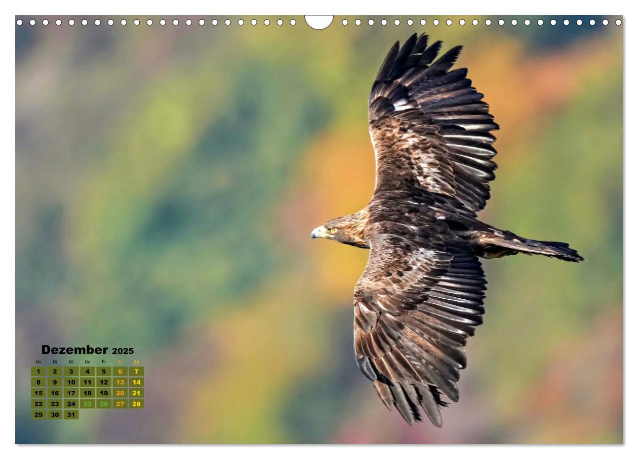 Bild: 9783383864513 | Big Five der Alpen Gämse, Steinbock, Murmeltier, Steinadler,...