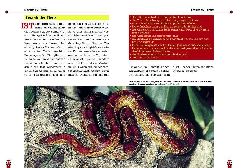 Bild: 9783937285085 | Die Kornnatter | Pantherophis guttatus | Kriton Kunz | Taschenbuch