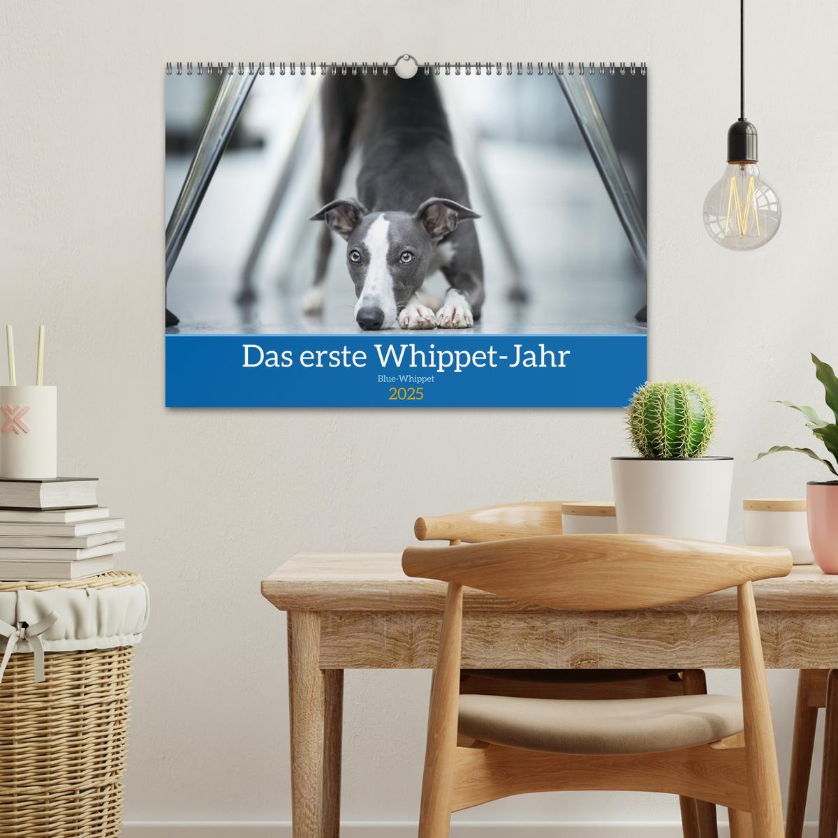 Bild: 9783435040605 | Das erste Whippet-Jahr (Wandkalender 2025 DIN A3 quer), CALVENDO...