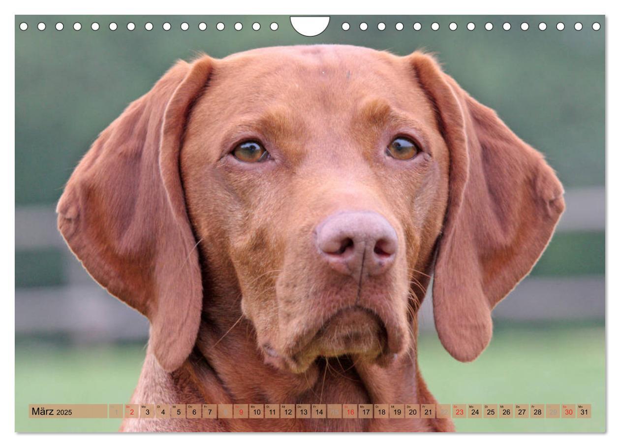 Bild: 9783435794867 | Magyar Vizsla - Vielseitiger Jagdhund mit Familienanschluss...