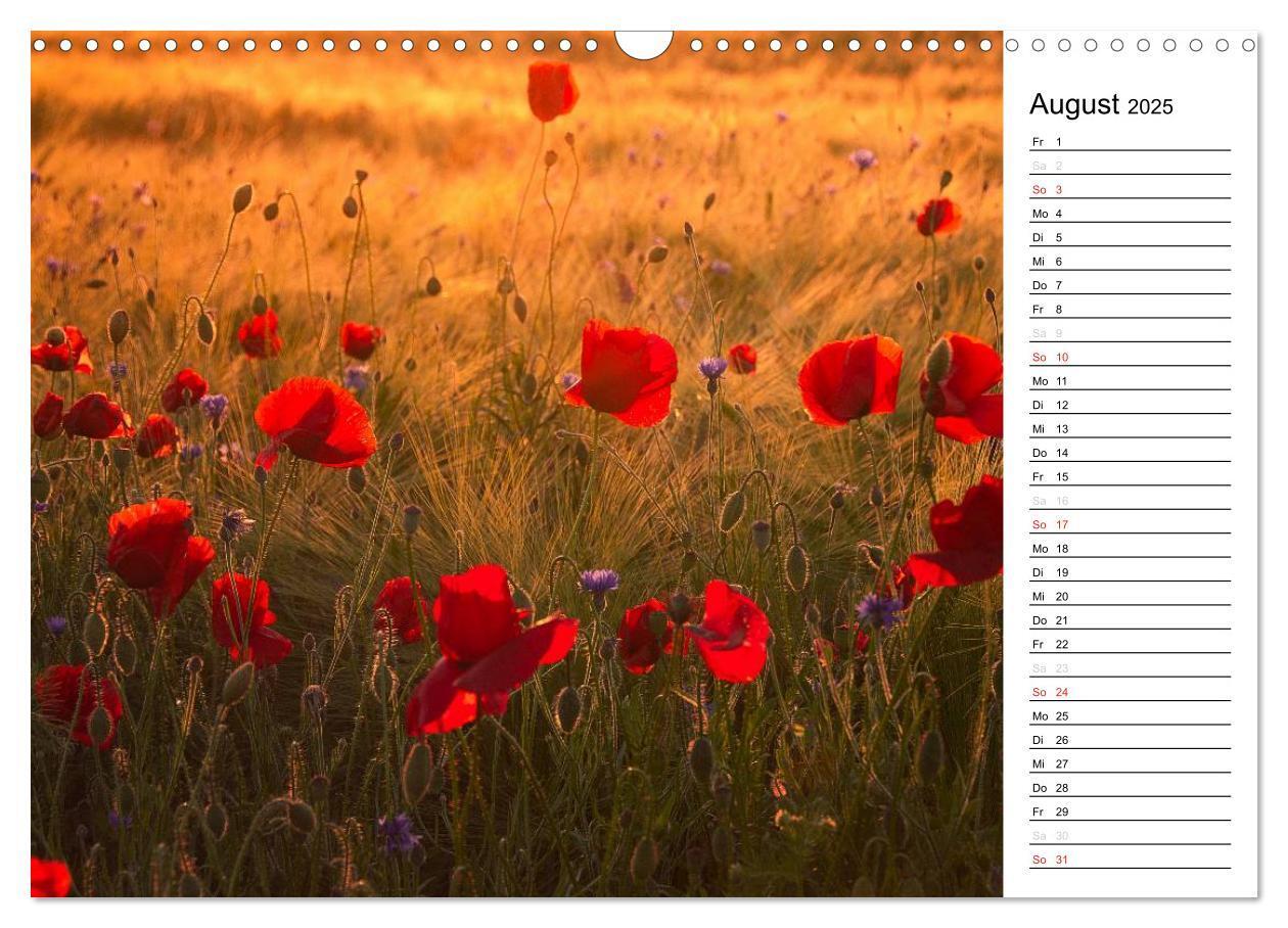 Bild: 9783435218288 | Ein Traum von Mohn (Wandkalender 2025 DIN A3 quer), CALVENDO...