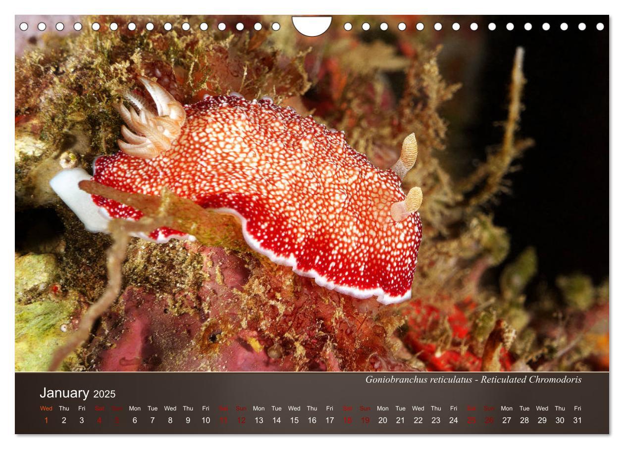 Bild: 9781325940516 | Nudibranchs on the ocean floor (Wall Calendar 2025 DIN A4...