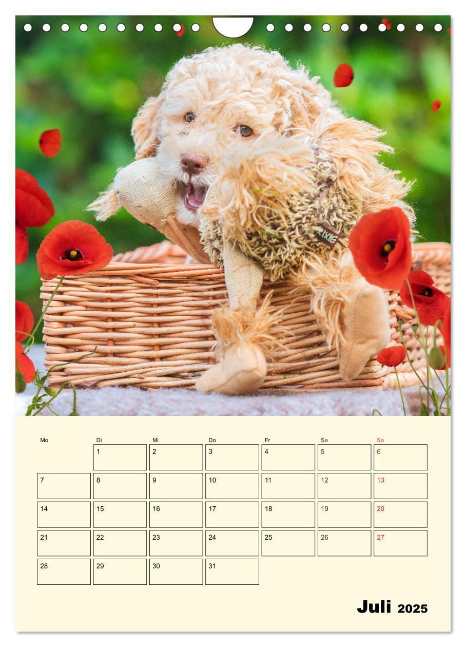 Bild: 9783435952618 | Jahresplaner Lagotto Romagnolo Welpen (Wandkalender 2025 DIN A4...